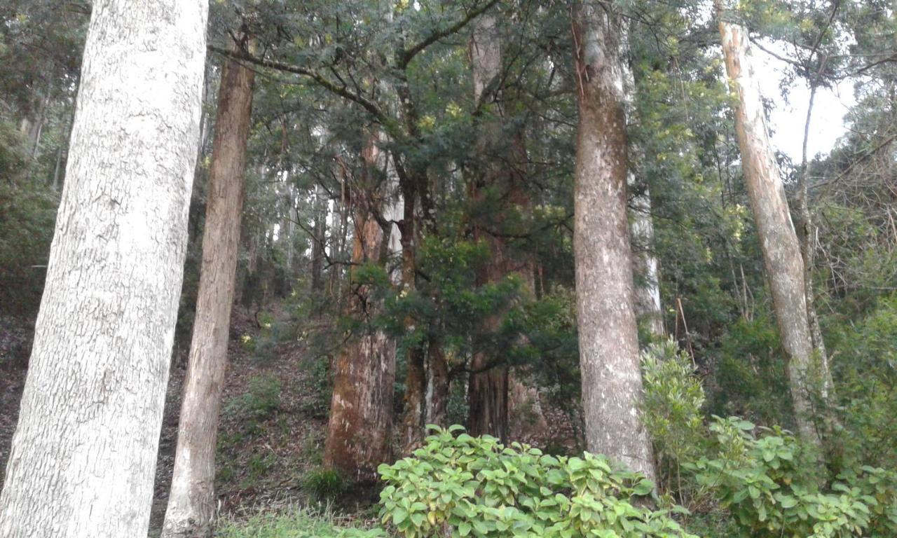 Апартаменты Woods Hut Нувара-Элия Экстерьер фото